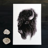 Bison - an open edition fine art print