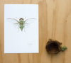 Cicada / Kiritara - an open edition Prelude Print