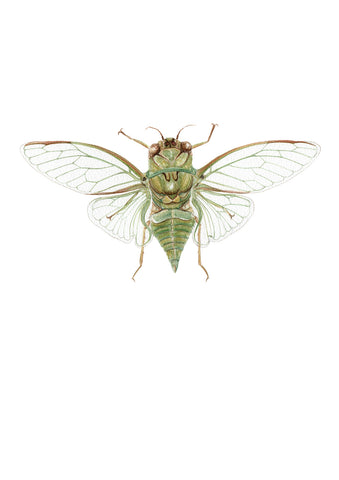 Cicada / Kiritara - an open edition Prelude Print