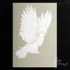 Dove in grey - an open edition fine art print