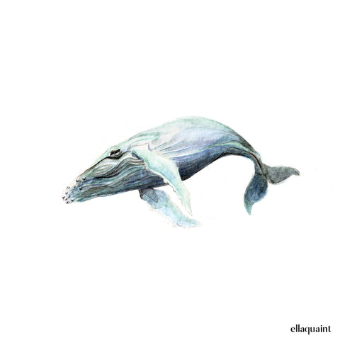 Paikea / Humpback Whale
