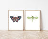 Kahukura / Red Admiral - an open edition Prelude Print