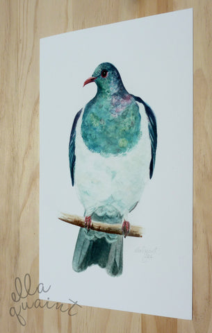 Kereru / Woodpigeon