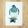Kereru / Woodpigeon