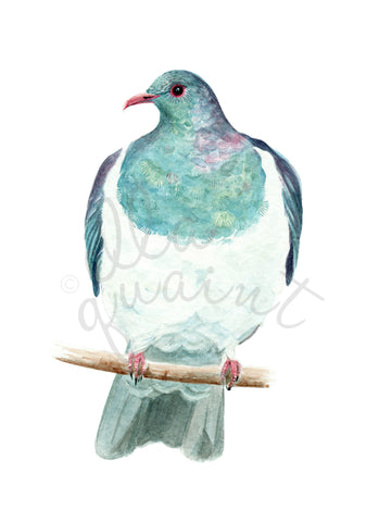 Kereru / Woodpigeon