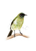 Korimako / Bellbird