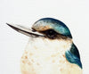 Kotare / Kingfisher