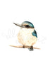 Kotare / Kingfisher