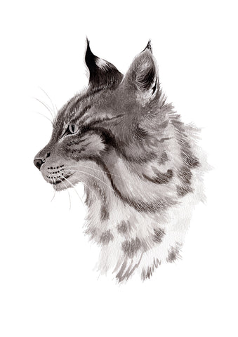 Lynx - an open edition fine art print