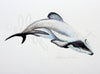 Maui Dolphin