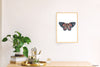 Kahukura / Red Admiral - an open edition Prelude Print