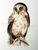 Ruru / Morepork