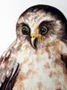 Ruru / Morepork