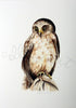 Ruru / Morepork