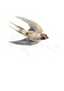 Swallow