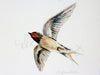 Swallow