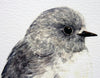 Toutouwai / South Island Robin