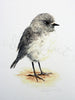 Toutouwai / South Island Robin