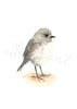 Toutouwai / South Island Robin