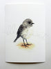 Toutouwai / South Island Robin