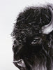 Bison - an open edition fine art print