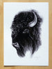 Bison - an open edition fine art print