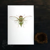 Cicada / Kiritara - an open edition Prelude Print