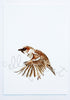 Flying Sparrow