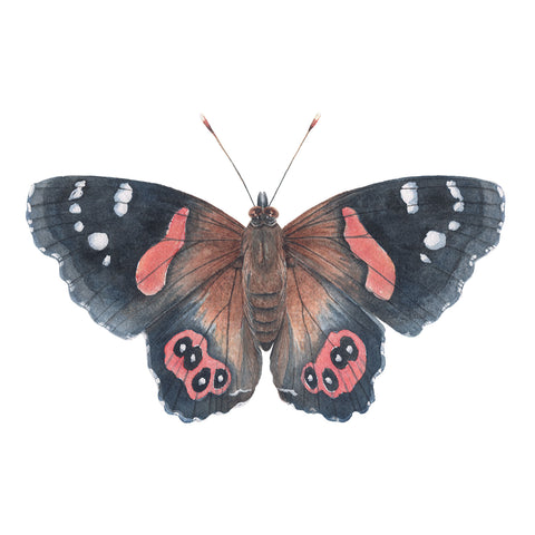 Watercolour Flow - Little Art School - Term 1 2026