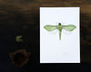 Pepe Tuna / Puriri Moth - an open edition Nocturne Print