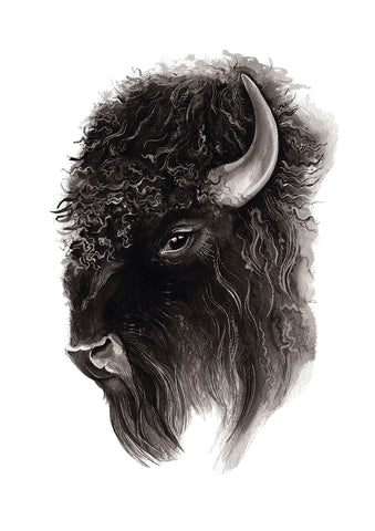 Bison - an open edition fine art print