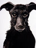 Black Dog - a limited edition Dark Beastie print