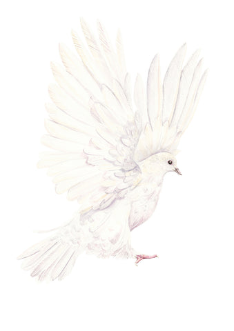Dove in white - an open edition fine art print