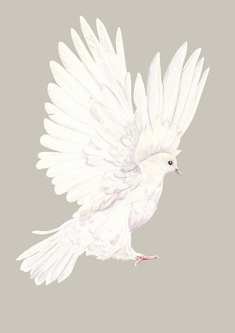 Dove in grey - an open edition fine art print