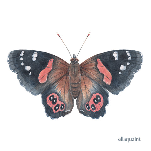 Kahukura / Red Admiral - an open edition Prelude Print