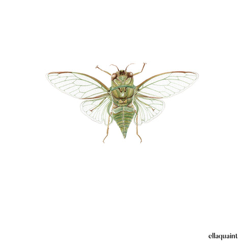 Cicada / Kiritara - an open edition Prelude Print