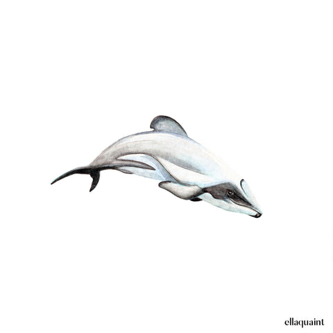 Maui Dolphin