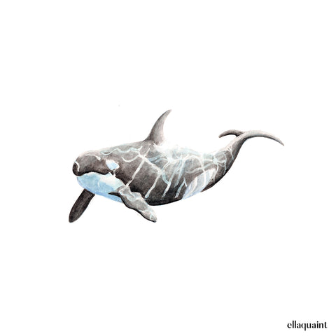 Whale Playmat for Dogs – PAIKKA