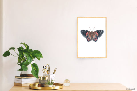 Kahukura / Red Admiral - an open edition Prelude Print