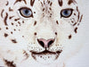 Snow Leopard - limited edition