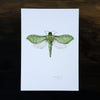 Pepe Tuna / Puriri Moth - an open edition Nocturne Print